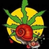 sweetsurf