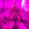 Green_Powa