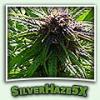 SilverHaze5X