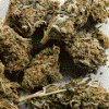 trogolodite24