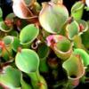 chlorophylle