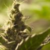 loveyoumaryjane
