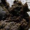 budbuzzor