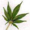 herbal
