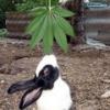 Miss.Weed