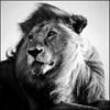 white-lion