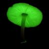 minimushroom