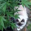 WeedTrip