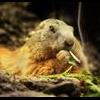 Marmott