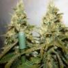 avalweed