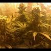 Budandweed