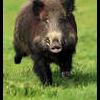 sanglier