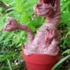 canna-product