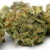 Vive-la-weed