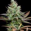 canna du 44