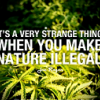 Sativa Lova