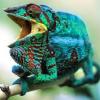 varan