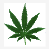 cannabuisse