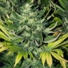 MicroCultivator