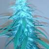 RDUPDUP