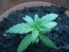 alvegrow