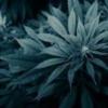 Green Alchimist