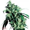 mik bud