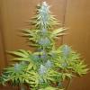 cannaturel33