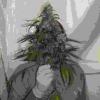 Blueskunk