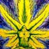 Babylone Weed Gardene