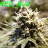 SWED_Bud