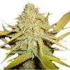 NicoloKush