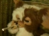 Gizmou