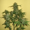 greenlife