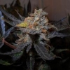 CannaBreizhAddict
