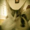 -guss-