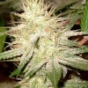 Swiss_Miss_Weed