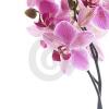 orchid34