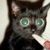 Olive420