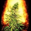 thelandofjah