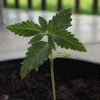 Mister-Kush