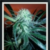 white_pilon