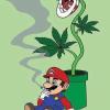 No joke seed