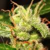 sativweed