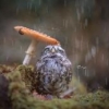 El Peregrino