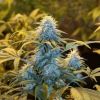 growerkush74