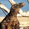 paarthurnax
