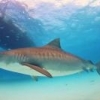 Tahiti987