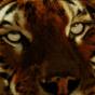 lionking