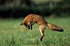 le_Renard